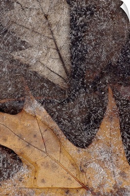 Oak Leaves Under Ice