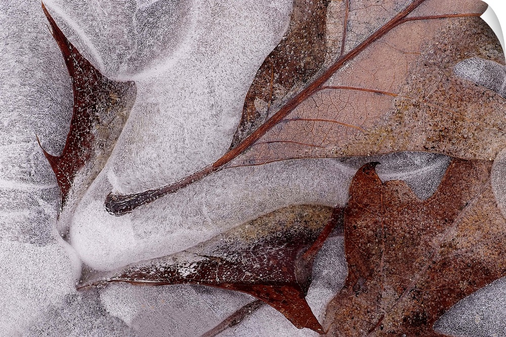 Closely taken photograph of oak tree leaves that have frozen under ice and some that lay on top of it frost bitten.