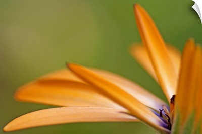 Orange Dahlia Petal Detail