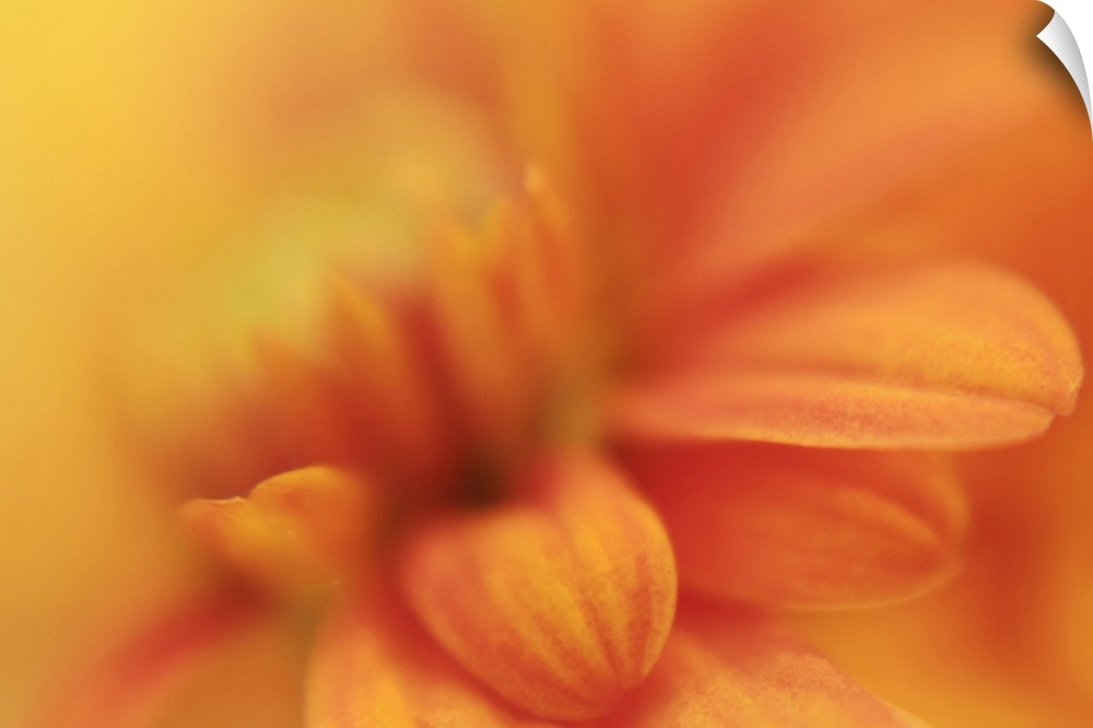 Macro close up photo of an orange daisy  with a few petals in focus and the rest of the flower in soft focus.