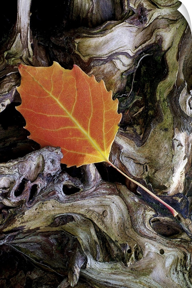 This single tree leaf is photographed as it lays on a piece of driftwood.