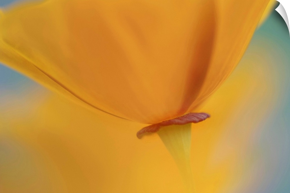 Fine Art photography of a close up of the base of an orange poppy flower.