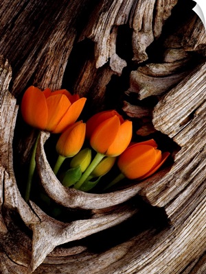 Orange Tulips Displayed in Tree Trunk