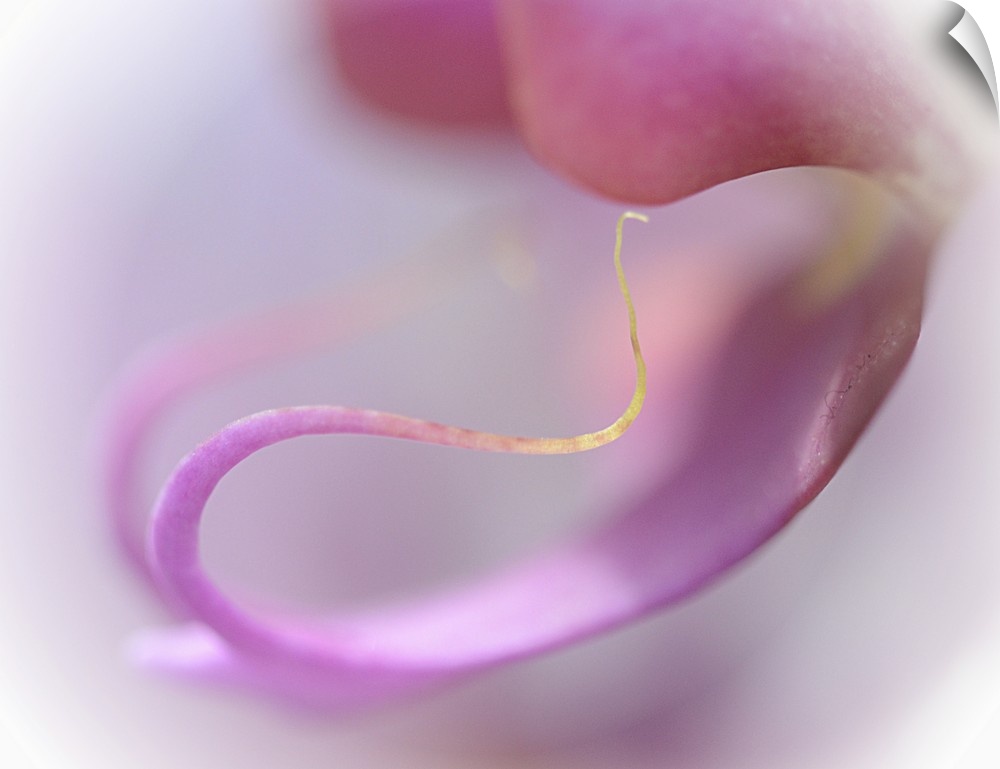 Abstract photo of the curling petals of a pink orchid flower.