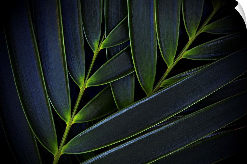 A detailed photograph of a palm branch.