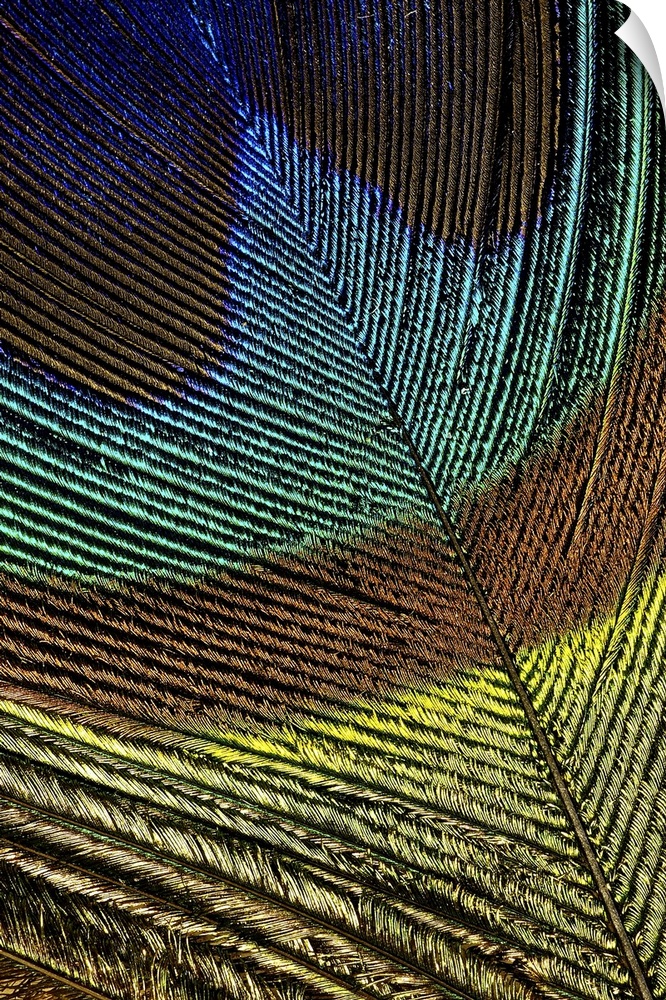 Large, portrait close up photograph of the colorful tip of a peacock feather.