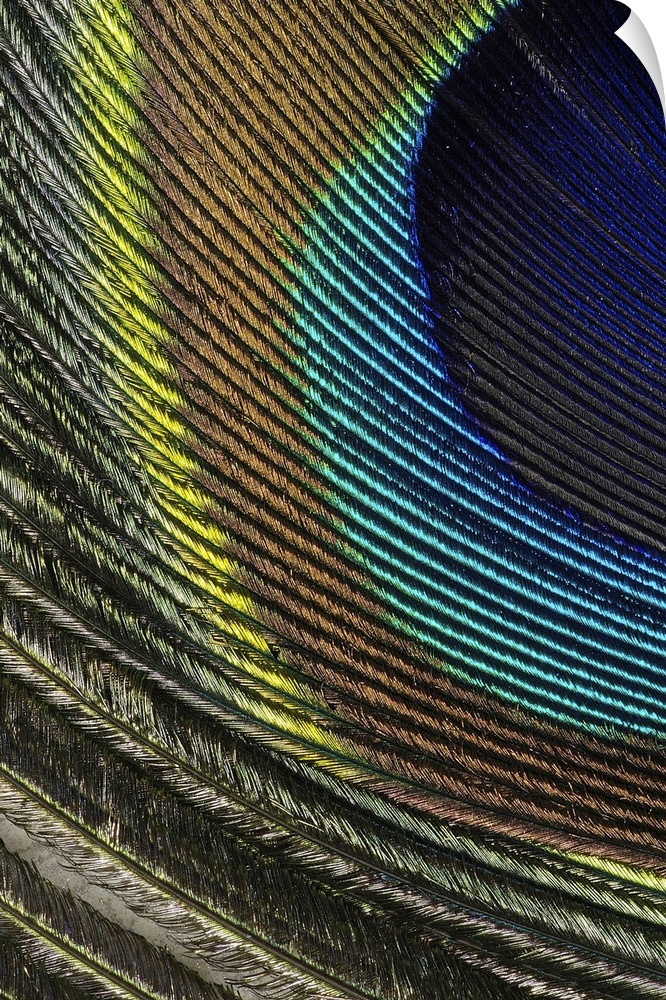 Oversized, close up photograph of the colorful detail in a small part of a peacock feather.