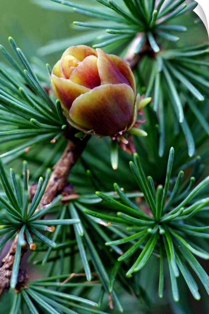 Photograph taken closely of a pine blossom surrounded by green pine needles.