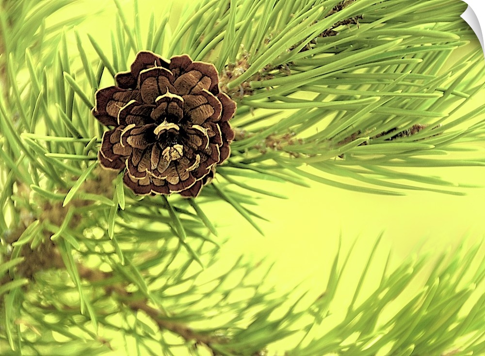 Close-up photograph of a pine cone on a branch.