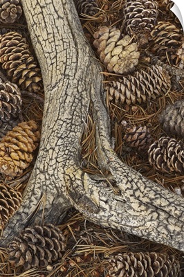 Pine Cones at a Root