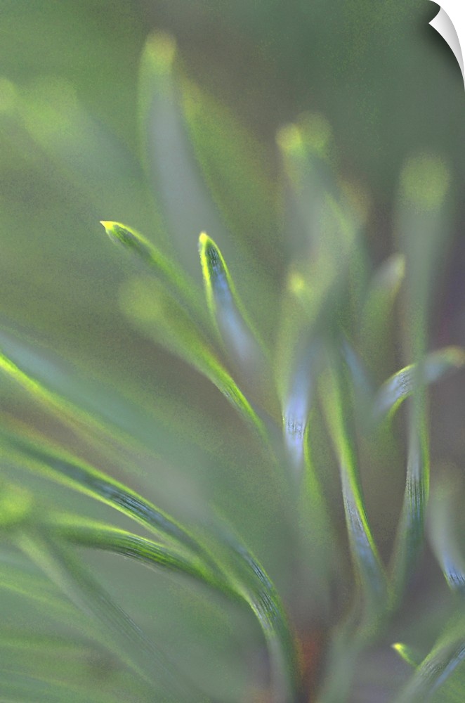 Close-up photograph of pine needles.