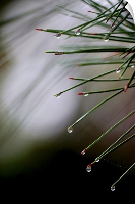 Pine Needles After Rain