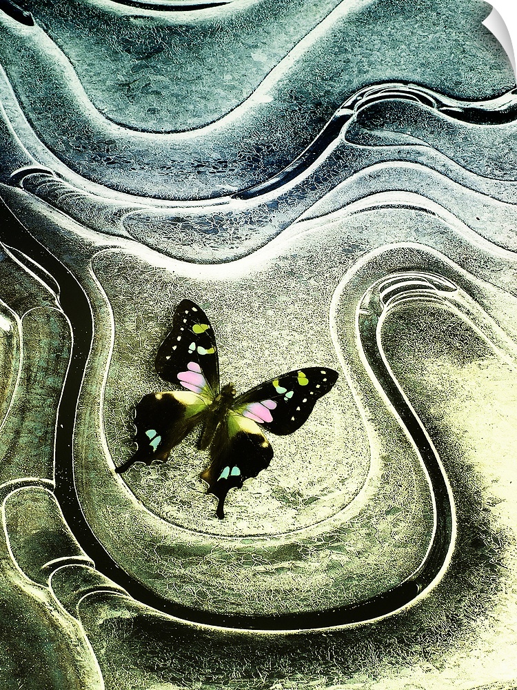 Wall art of the up close view of a moth on top of a textured background.