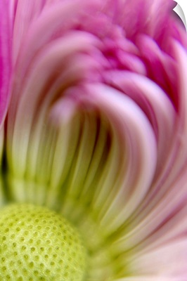 Pink and Green Mum in Soft Focus