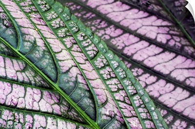 Pink and Green Variegated Leaves
