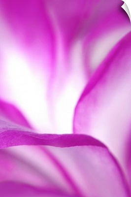 Pink and White Petals