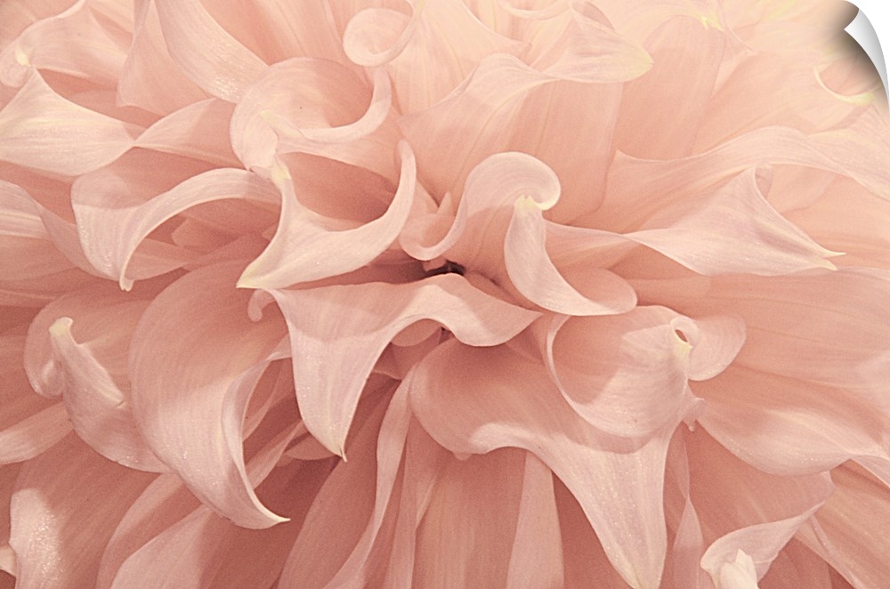 Close-up photograph of a pink dahlia flower.