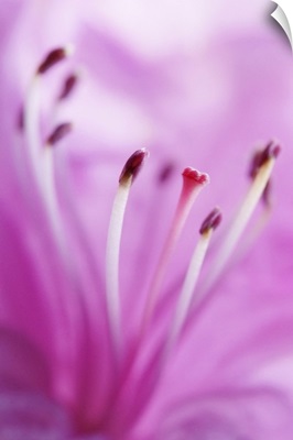 Pink Lily Stamen Detail