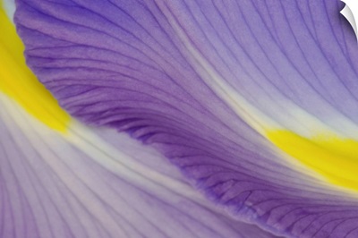 Purple and Yellow Iris Petal Detail