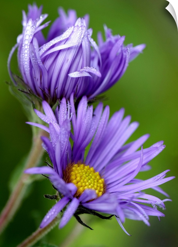 Large close up photograph of two purple aster flowers in the morning sun, with petals covered in small dew droplets.