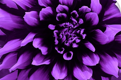 Purple Dahlia