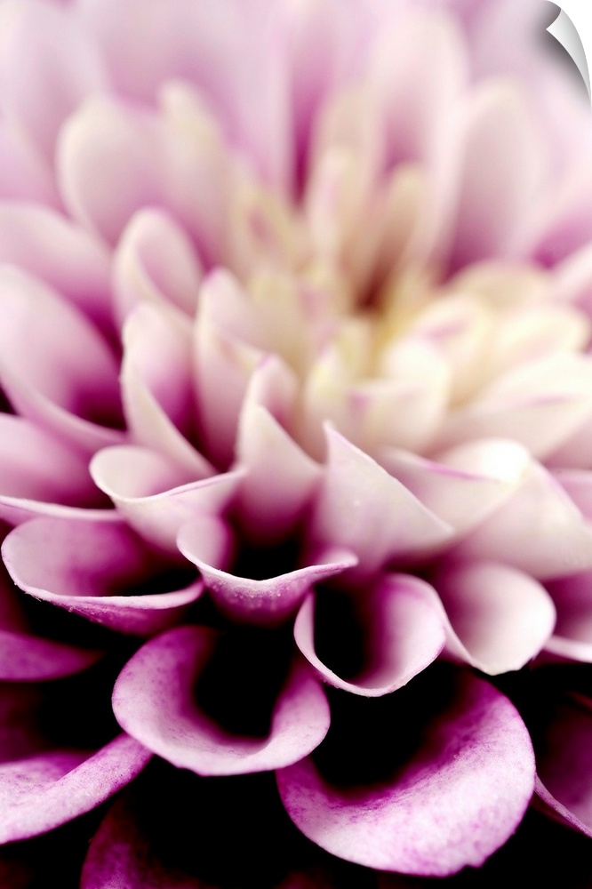 Giant photograph focuses in on the detailed petals of a dahlia flower.  The sharp focus on the petals in the foreground is...