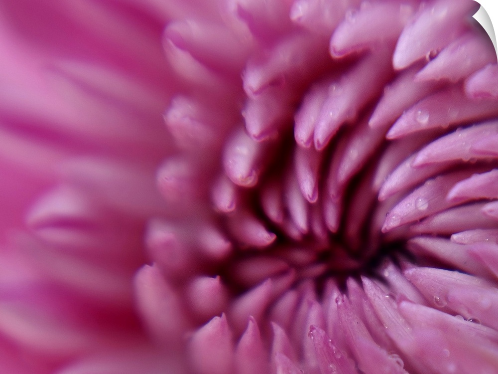 This is an extreme close up photograph of drops of water on a flower on a horizontal canvas.