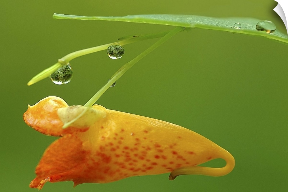 A flower is photographed closely with droplets of water on the stem and leaf.