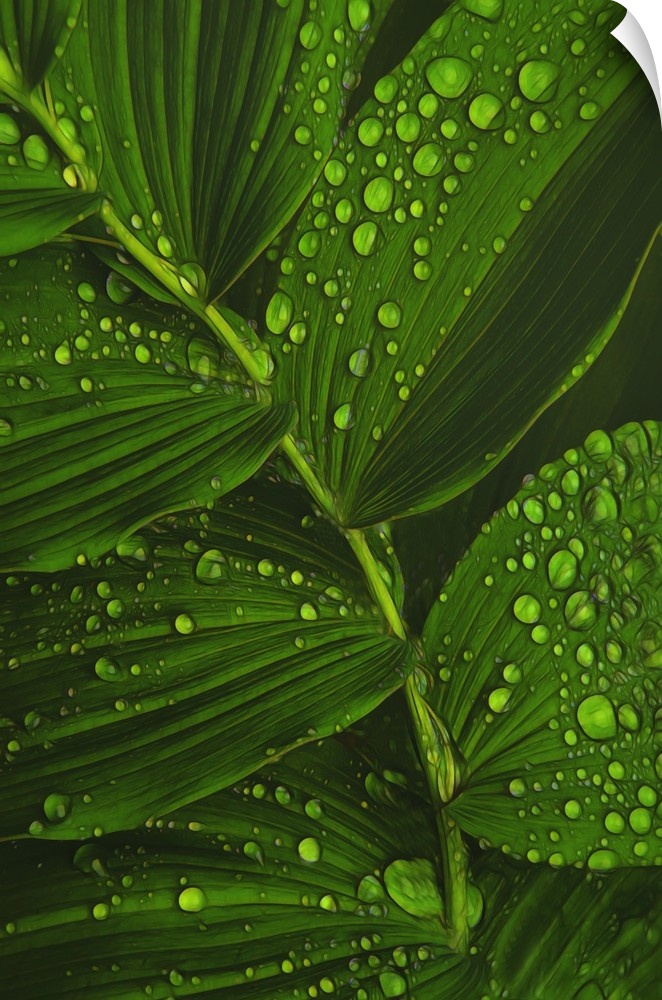 Close-up photograph of bright green dew drop covered leaves.