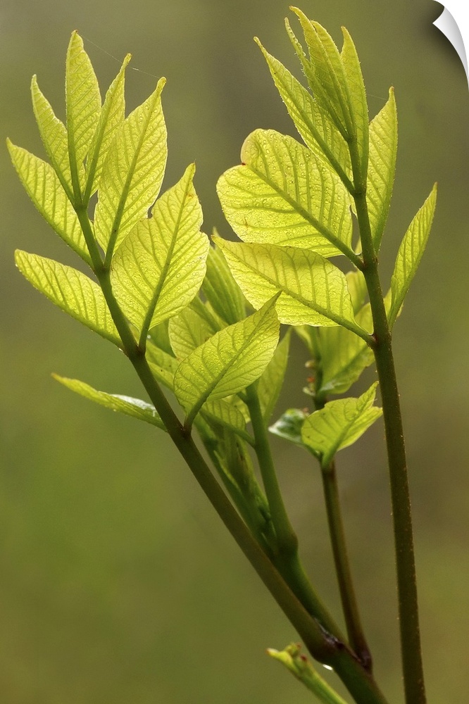 Oversized, vertical, close up photograph of small green leaves at the end of a branch, that appear to be reaching upward t...