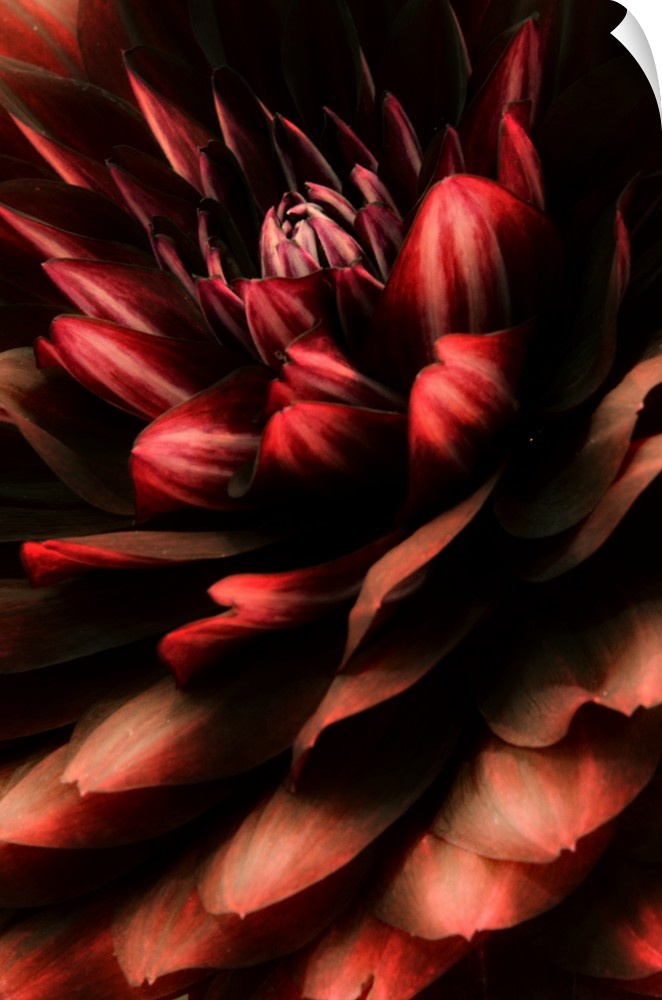 Close-up photograph of a red dahlia flower.