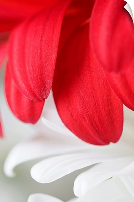 Red Gerbera Petals Detail
