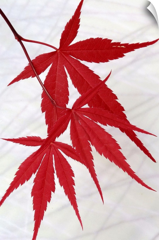 Close up photo of three bright red Japanese Maple leaves hanging from a tree.
