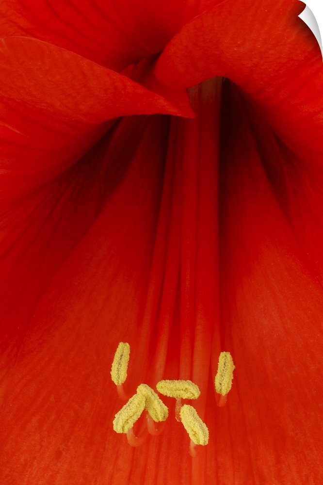 Extreme close up of the center of a Red Lily.