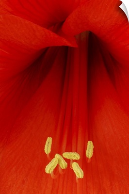 Red Lily Stamen Detail