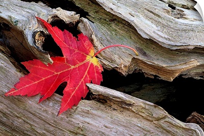 Red Maple Caught in the Mouth of a Log