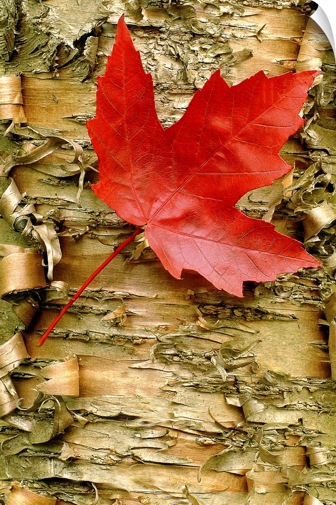 Up close photograph of a single red maple leaf resting on peeling birch bark.