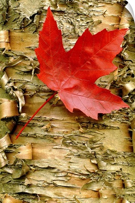 Red Maple on Peeling Birch