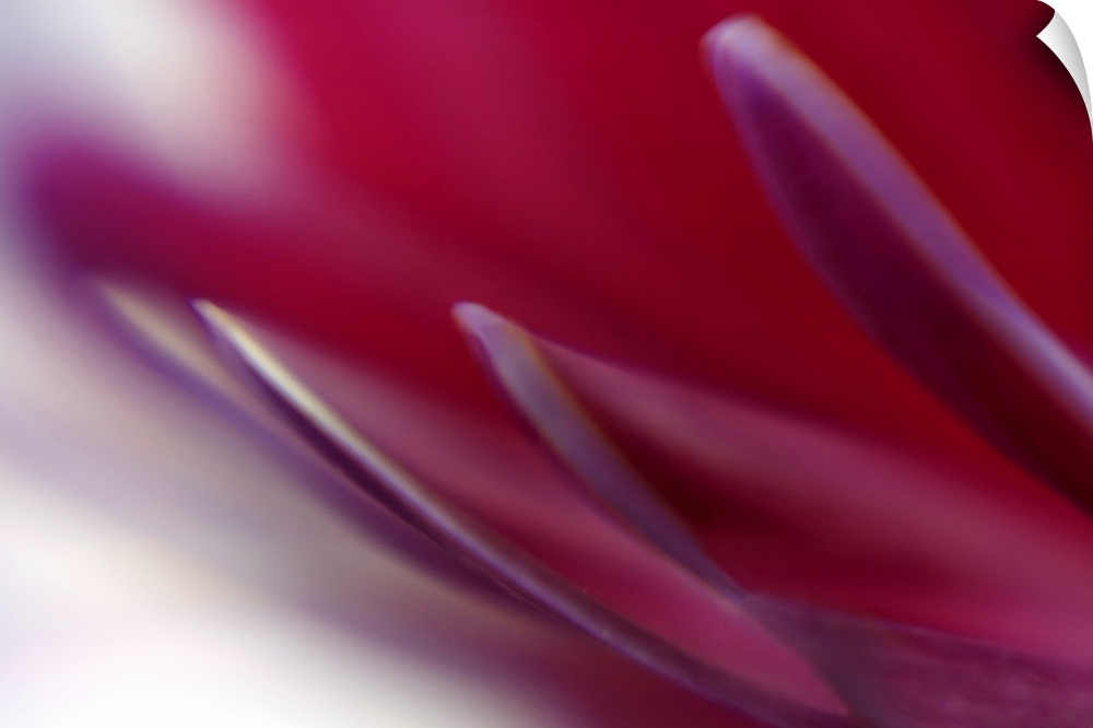 Close-up photograph of the delicate petals of a flower, fading out of focus on a plain background.