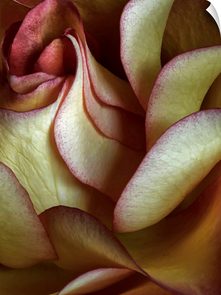Big canvas art of a rose petal up close showing a lot of details.