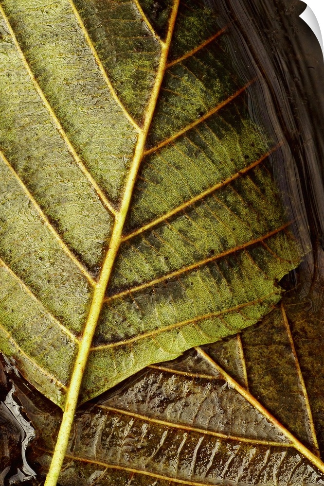 Two large leafs are photographed very closely on the surface of water.