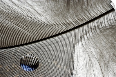 Reflections On A Feather
