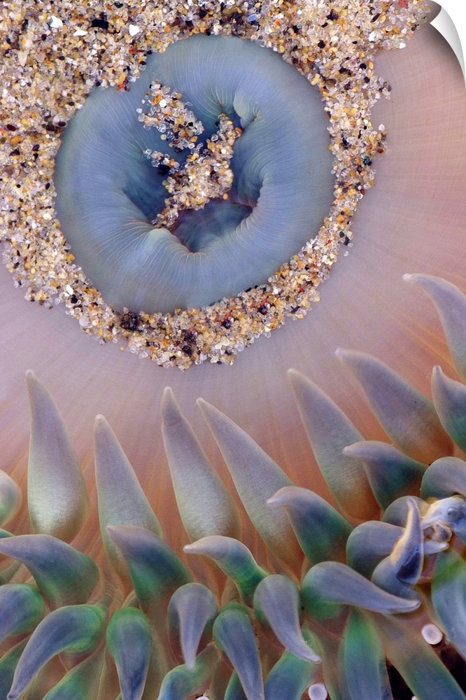 This vertical wall hanging is a nature close up of a sea anemone in this photograph.