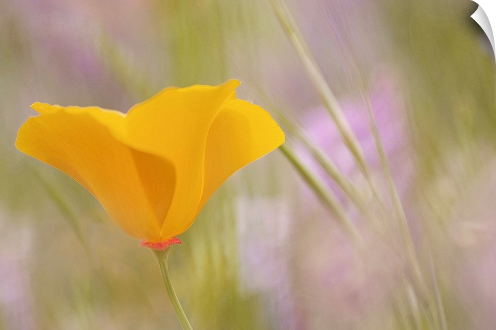 This photograph is a close up of a single yellow flower with the background mainly out of focus.