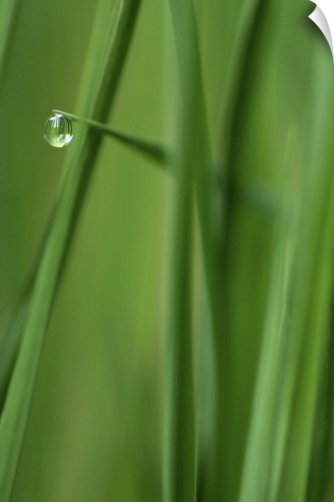 Photograph taken closely of blades of grass with a single water droplet hanging from one blade of grass.