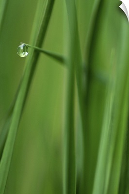 Single Raindrop on Blade of Grass