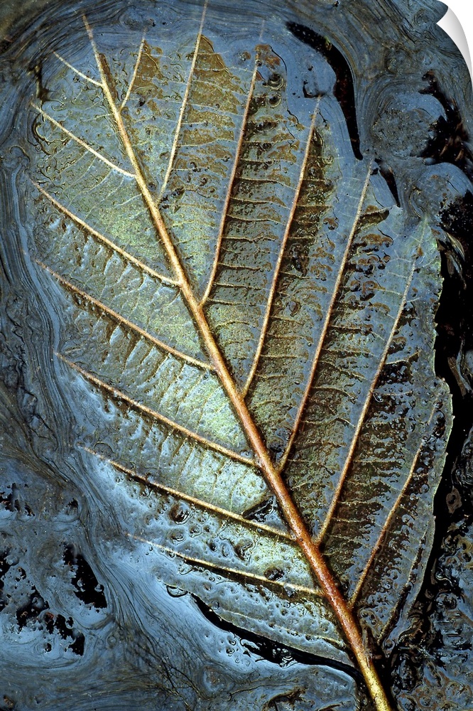 A close up nature photograph that has taken on some abstract qualities; a leaf is submerged in mud face down causing the v...