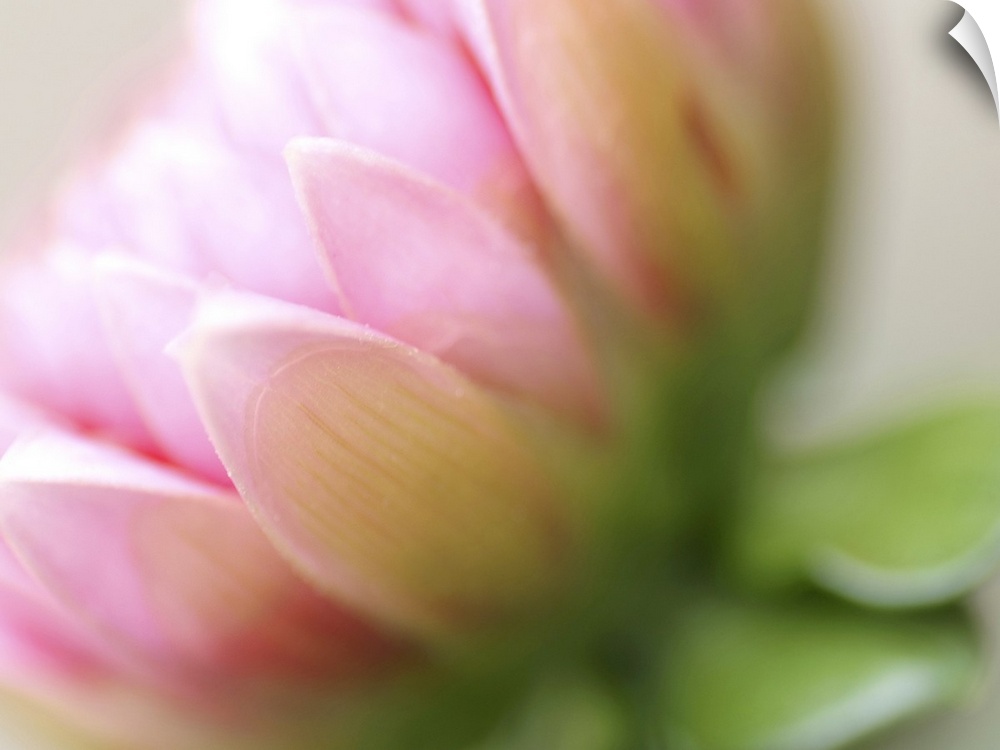 Up-close photograph of slightly blurred flower blossom.