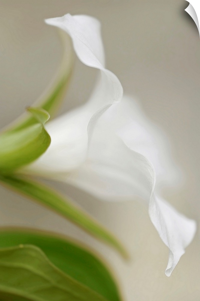 Giant photograph displays an intense close-up of a flower under soft focus.