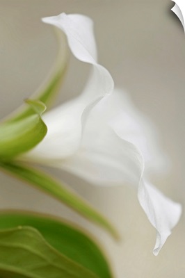 Soft Focus White Lily